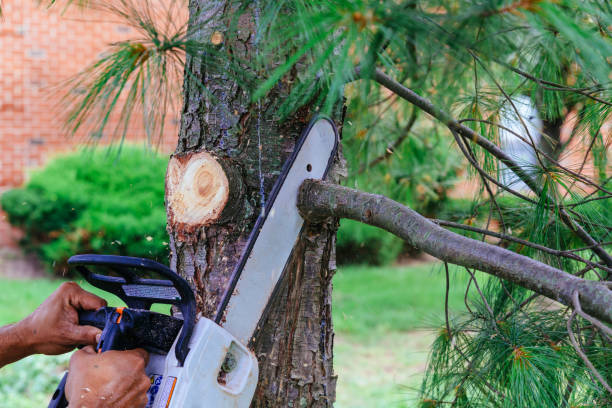 Best Hazardous Tree Removal  in Lexington, TX